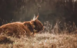 Jak Zjistit Bodový Stav Řidiče